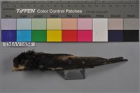 藏品(小雨燕)的圖片